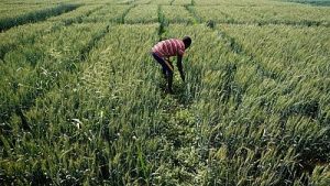 Experts Urge Immediate Ban of GMO Foods in Nigeria
