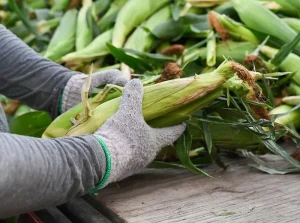 GMOs Are Disguised Economic Colonisation Tools – Prof. Amua