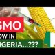 GMOs Are Disguised Economic Colonisation Tools 2025