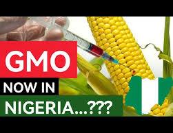GMOs Are Disguised Economic Colonisation Tools 2025